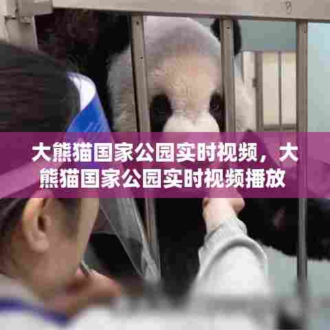 大熊猫国家公园实时视频，大熊猫国家公园实时视频播放 