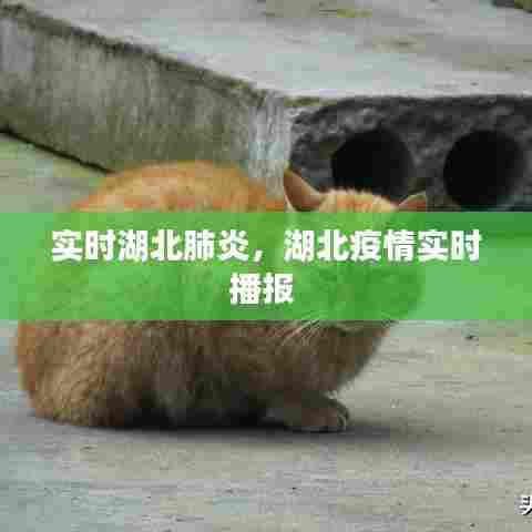 实时湖北肺炎，湖北疫情实时播报 