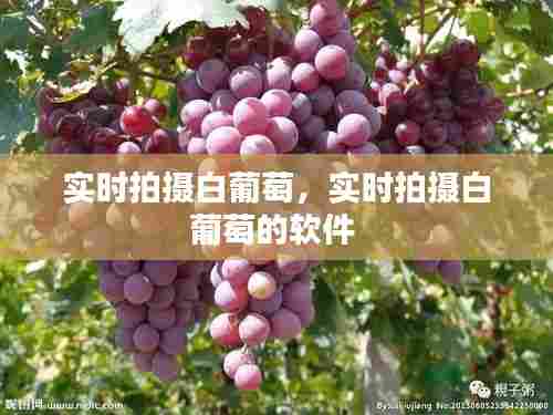 实时拍摄白葡萄，实时拍摄白葡萄的软件 