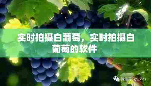 实时拍摄白葡萄,实时拍摄白葡萄的软件