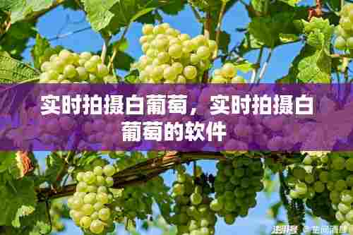 实时拍摄白葡萄,实时拍摄白葡萄的软件