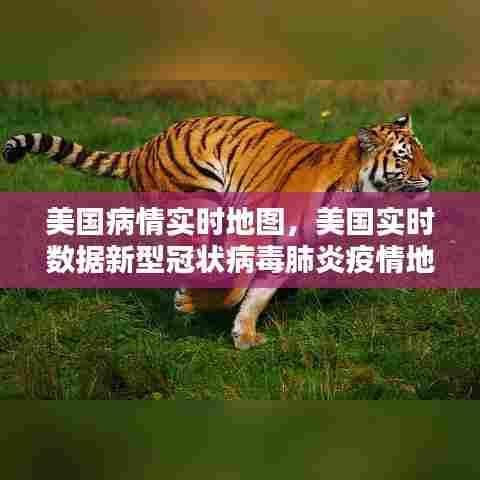 美国病情实时地图，美国实时数据新型冠状病毒肺炎疫情地图 