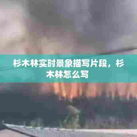 杉木林实时景象描写片段，杉木林怎么写 