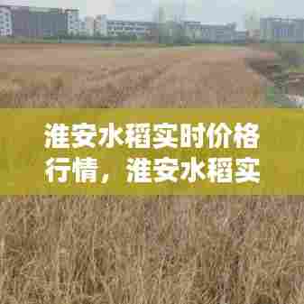 淮安水稻实时价格行情,淮安水稻实时价格行情最新