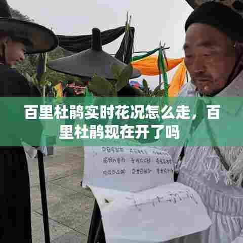 百里杜鹃实时花况怎么走，百里杜鹃现在开了吗 