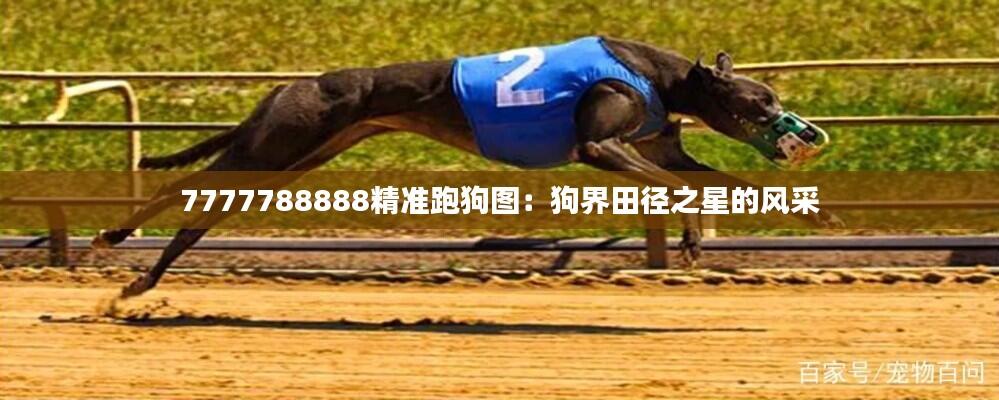 7777788888精准跑狗图：狗界田径之星的风采