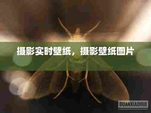 摄影实时壁纸，摄影壁纸图片 