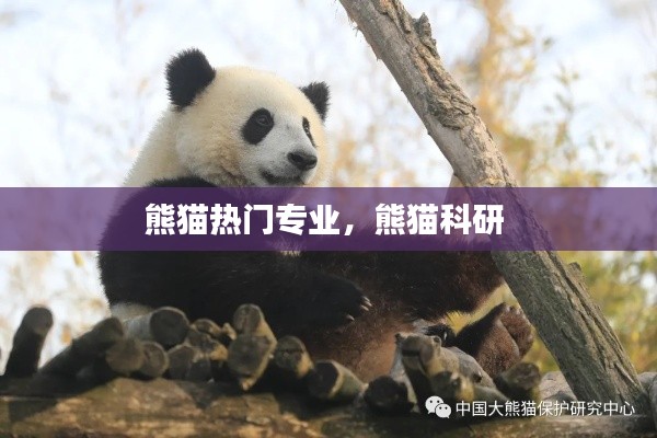 熊猫热门专业,熊猫科研