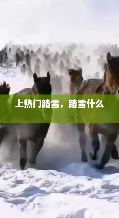 上热门踏雪,踏雪什么