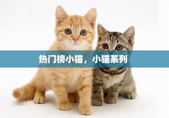 热门榜小猫,小猫系列