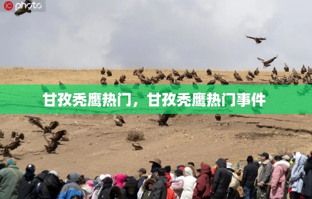 甘孜秃鹰热门，甘孜秃鹰热门事件 