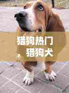 猎狗热门，猎狗犬图片 