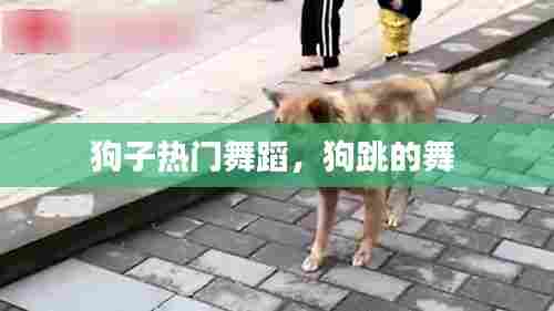 狗子热门舞蹈,狗跳的舞