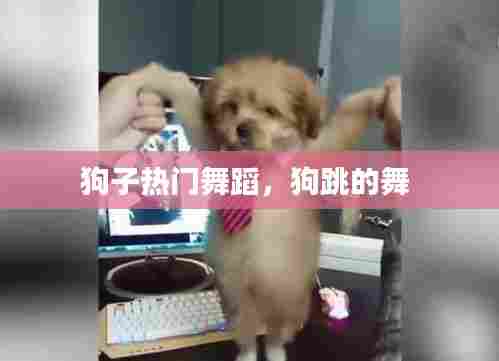 狗子热门舞蹈，狗跳的舞 