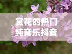赏花的热门纯音乐抖音，配赏花的音乐 