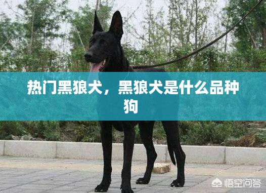热门黑狼犬，黑狼犬是什么品种狗 