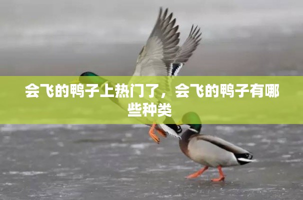 会飞的鸭子上热门了，会飞的鸭子有哪些种类 