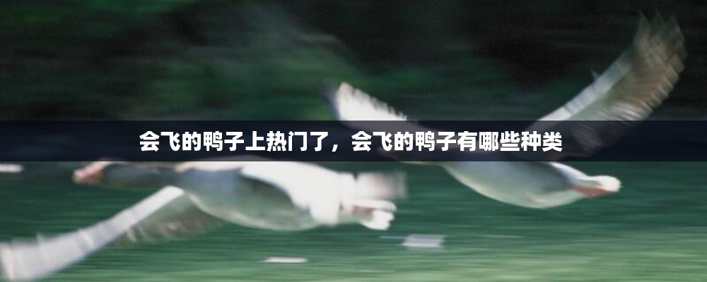 会飞的鸭子上热门了,会飞的鸭子有哪些种类
