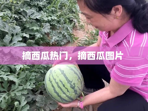 摘西瓜热门,摘西瓜图片