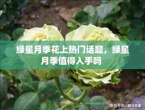 绿星月季花上热门话题,绿星月季值得入手吗