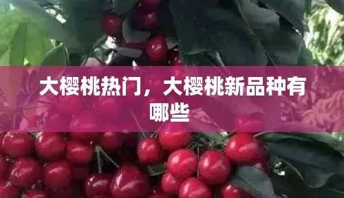 大樱桃热门,大樱桃新品种有哪些