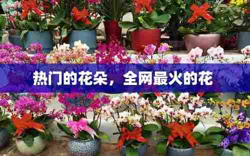 热门的花朵，全网最火的花 