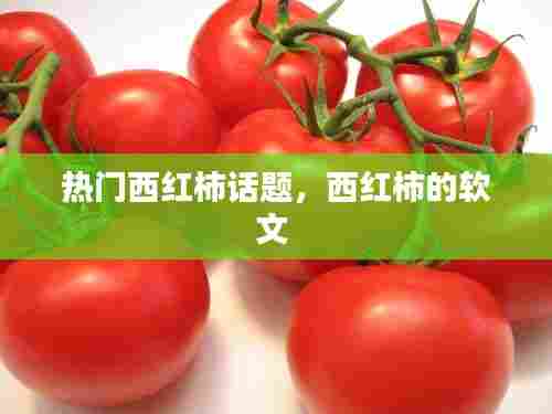 热门西红柿话题，西红柿的软文 