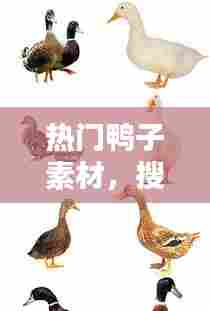 热门鸭子素材,搜索鸭子的图