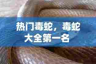 热门毒蛇，毒蛇大全第一名 
