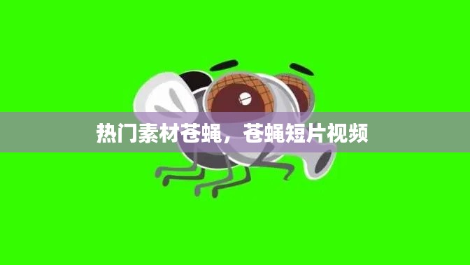 热门素材苍蝇,苍蝇短片视频