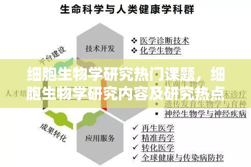 细胞生物学研究热门课题,细胞生物学研究内容及研究热点领域