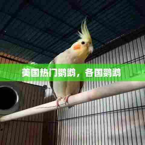 美国热门鹦鹉，各国鹦鹉 