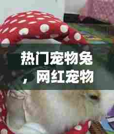 热门宠物兔，网红宠物兔 