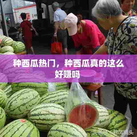 种西瓜热门,种西瓜真的这么好赚吗