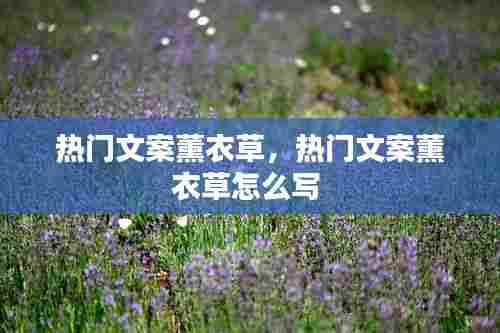 热门文案薰衣草,热门文案薰衣草怎么写