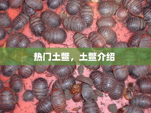 热门土鳖，土鳖介绍 