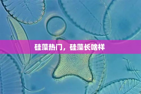硅藻热门,硅藻长啥样