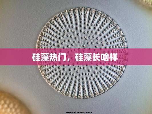 硅藻热门,硅藻长啥样