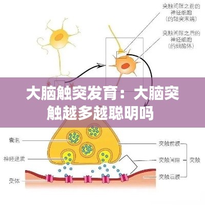 大脑触突发育:大脑突触越多越聪明吗