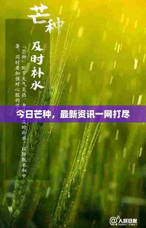 今日芒种，最新资讯一网打尽