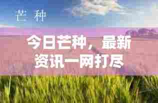 今日芒种,最新资讯一网打尽