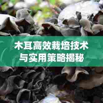 木耳高效栽培技术与实用策略揭秘