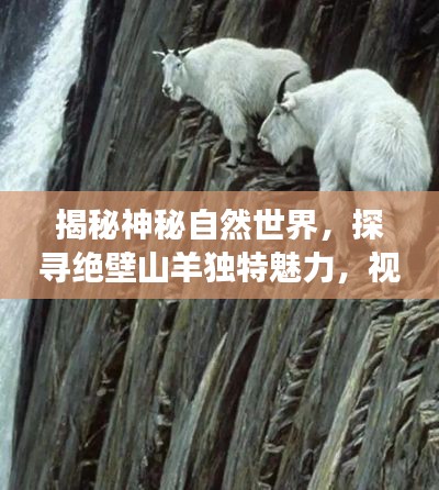 揭秘神秘自然世界，探寻绝壁山羊独特魅力，视频探索之旅