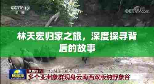 林天宏归家之旅,深度探寻背后的故事