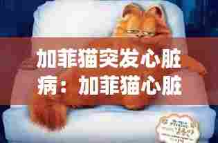 加菲猫突发心脏病：加菲猫心脏肥厚喘息速度突然加快 
