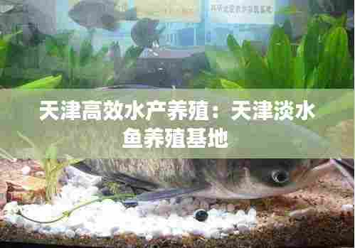 天津高效水产养殖：天津淡水鱼养殖基地 