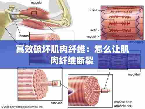 高效破坏肌肉纤维:怎么让肌肉纤维断裂