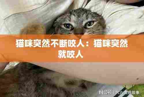 猫咪突然不断咬人：猫咪突然就咬人 