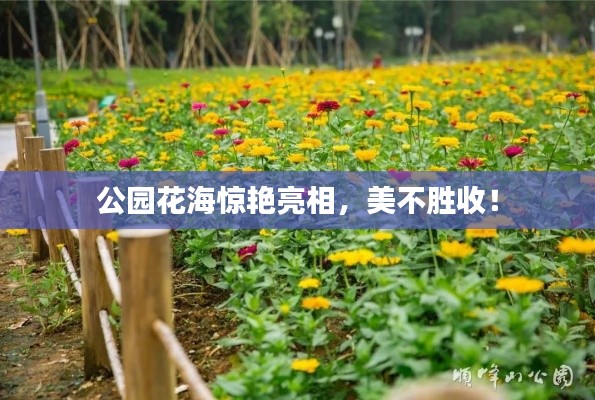 公园花海惊艳亮相,美不胜收!