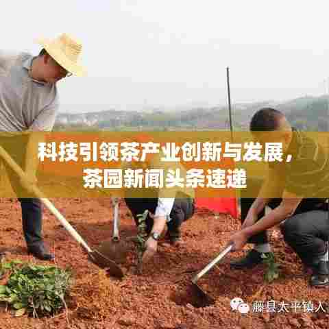 科技引领茶产业创新与发展，茶园新闻头条速递